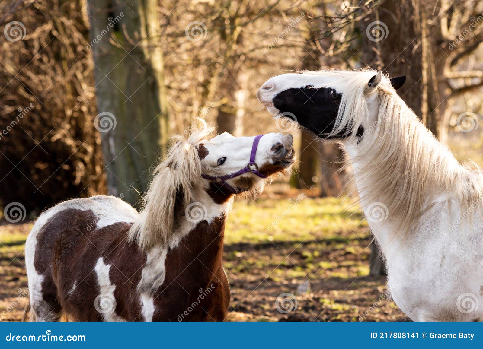 Two Horses Playing and Pulling Funny Faces Stock Image Image of