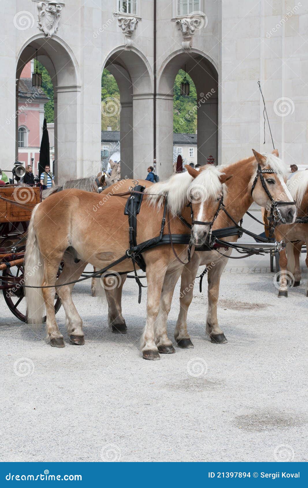Two Horses Ready To Pull Carriage in Salzburg, Stock Photo Image of