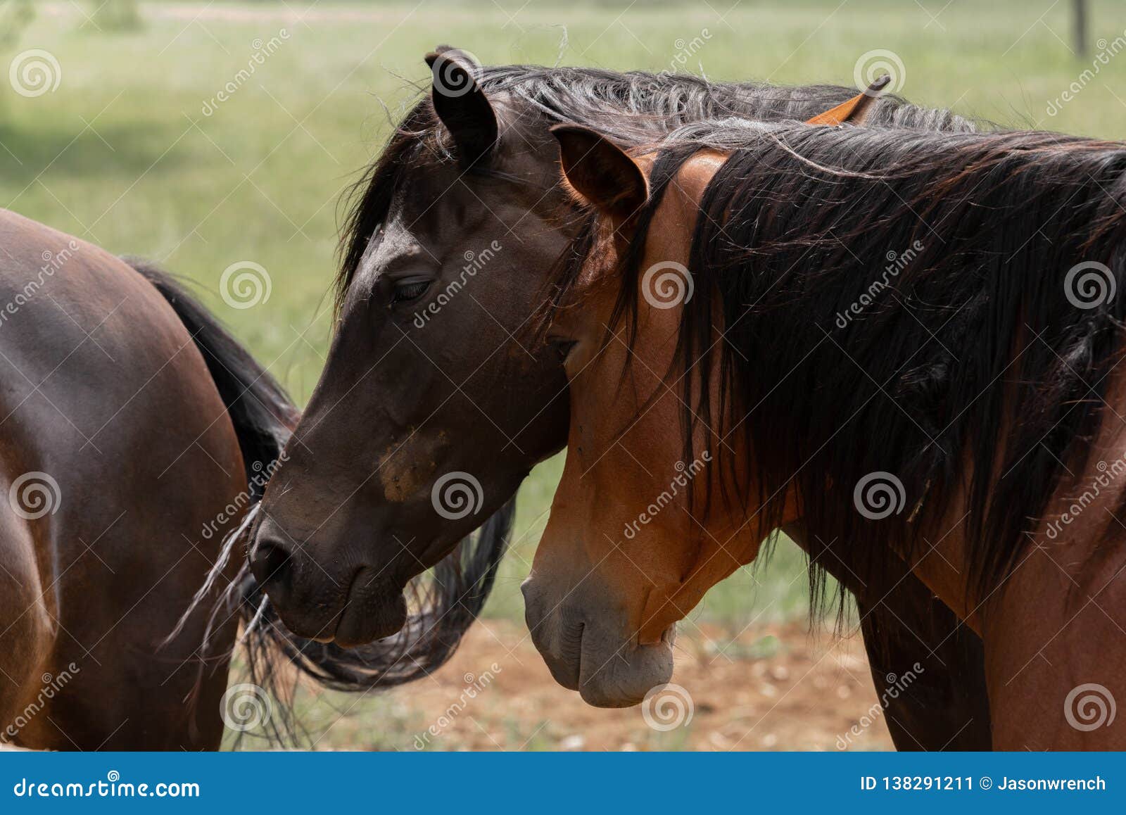Two Horses Rubbing Heads Together. Stock Image Image of brown, hair