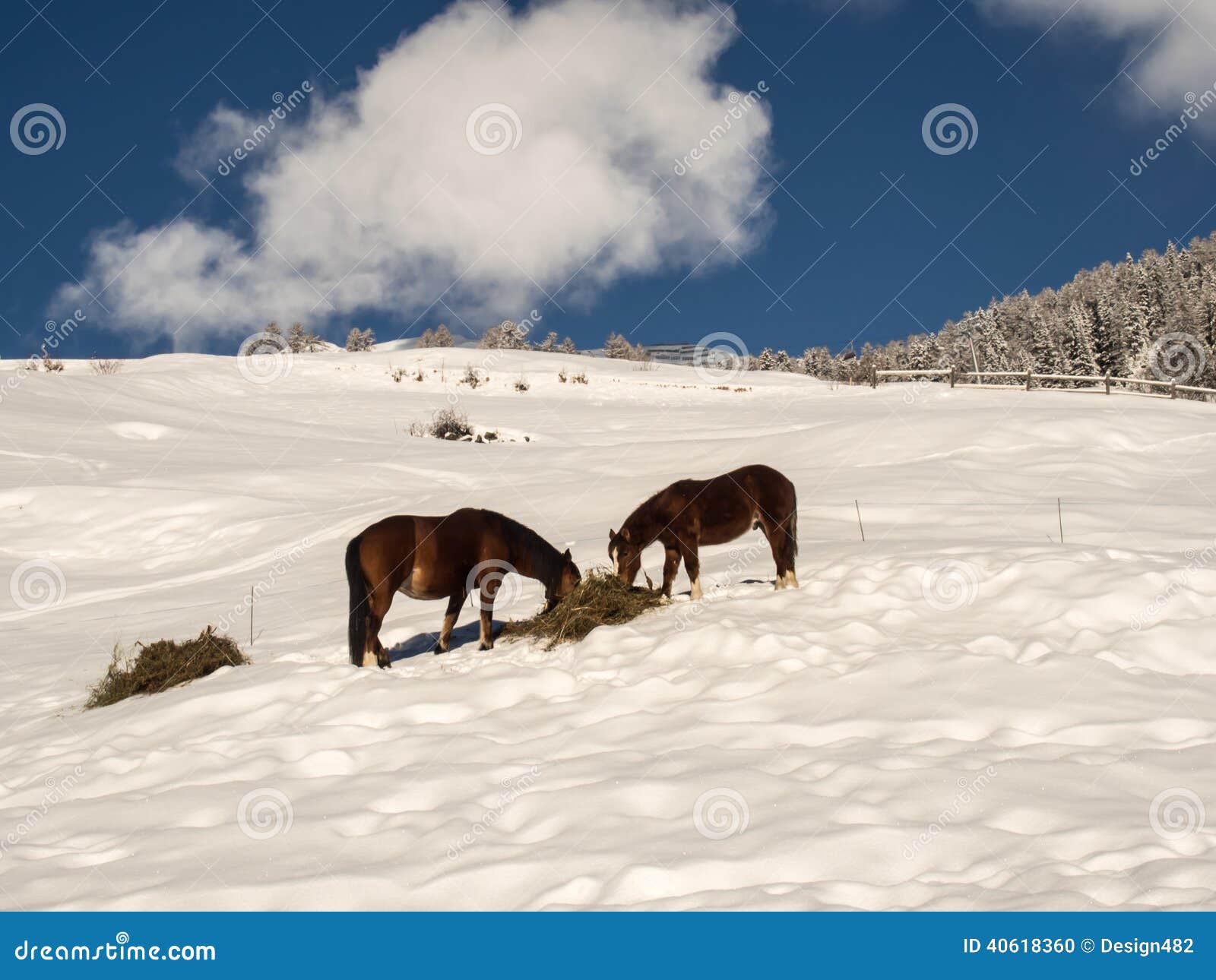 Two Horses on a Snow covered Hill Stock Photo Image of bright, cold