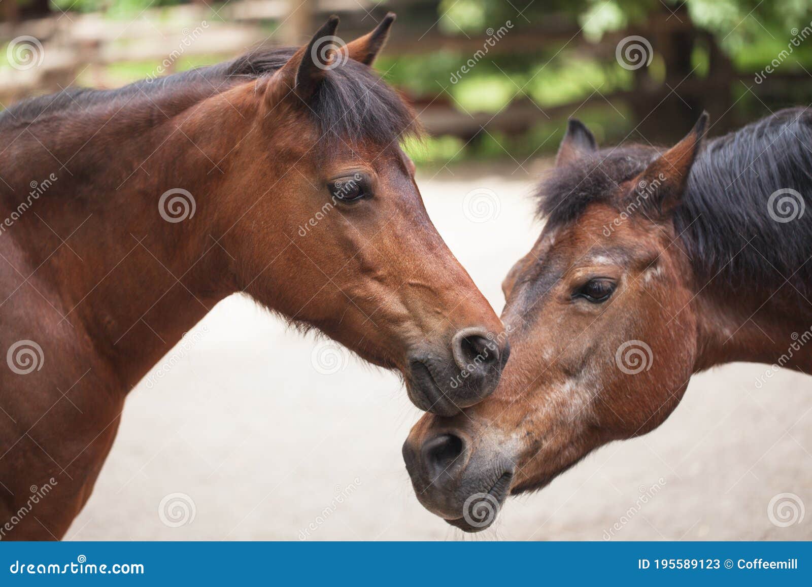 Two horses stand stock image. Image of love, horse, animal 195589123