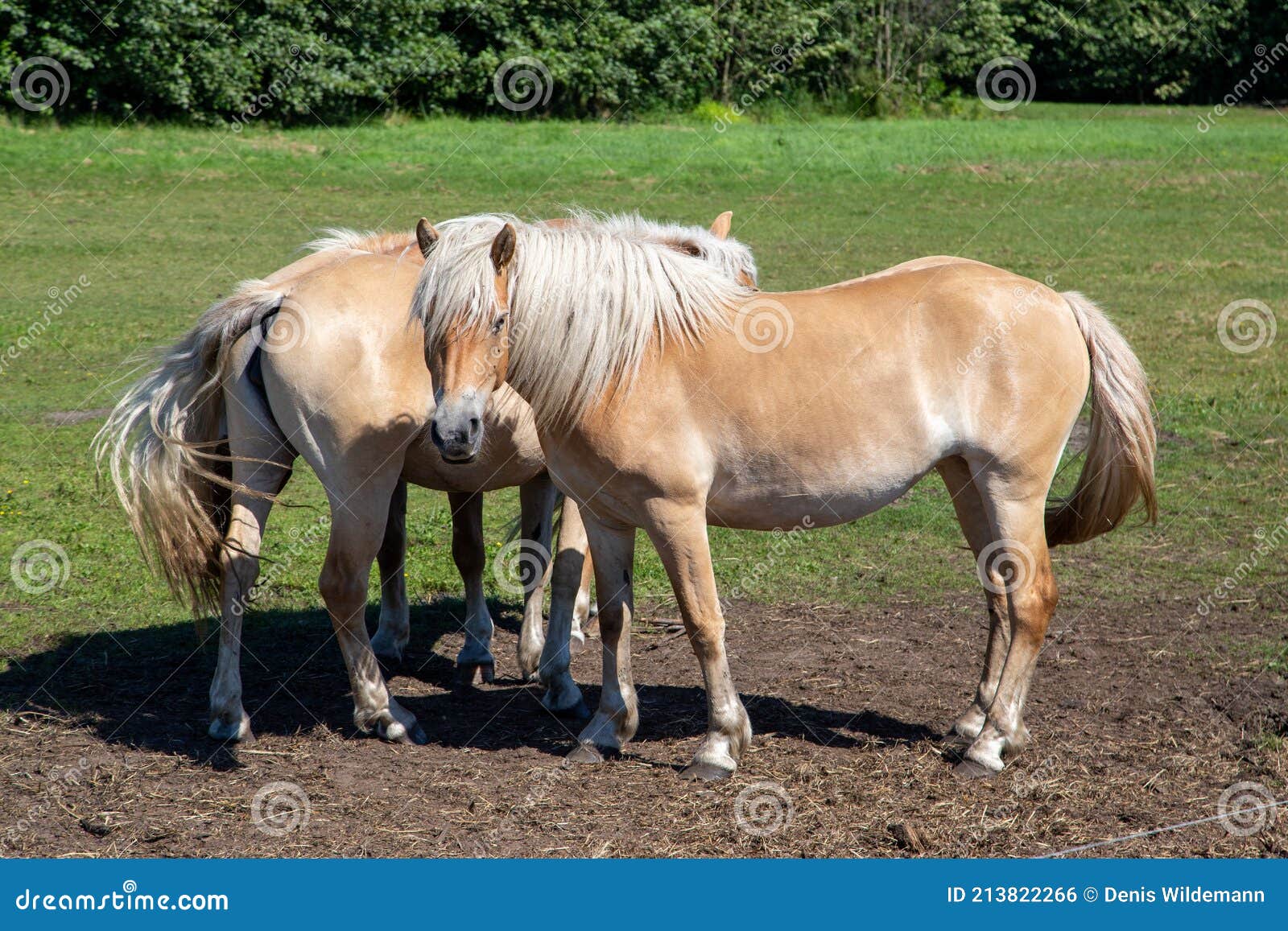 Two Horses Stand on the Wise and Enjoy Togetherness Stock Photo Image