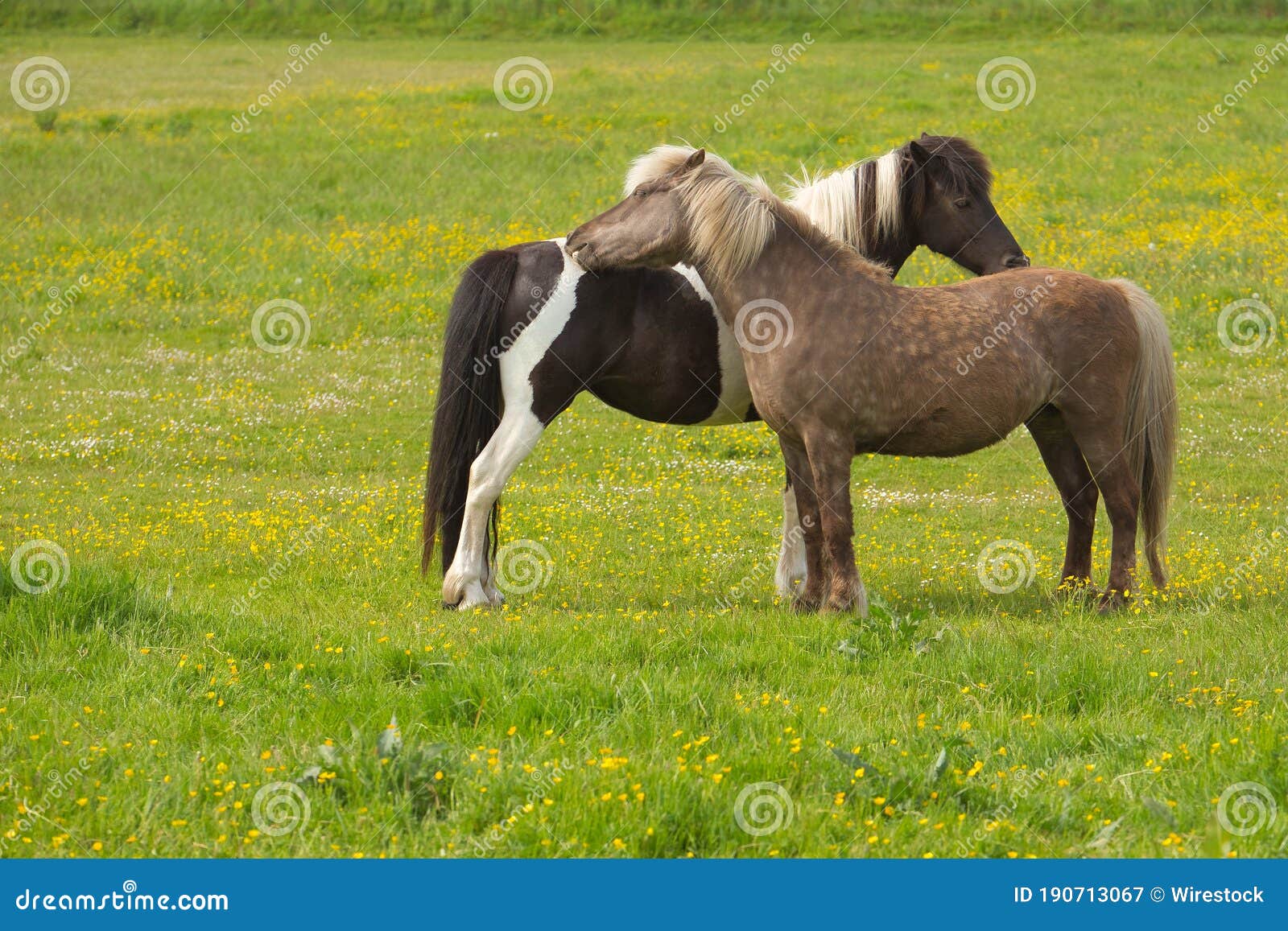 Two Horses Standing in the Fields Stock Image Image of pasture