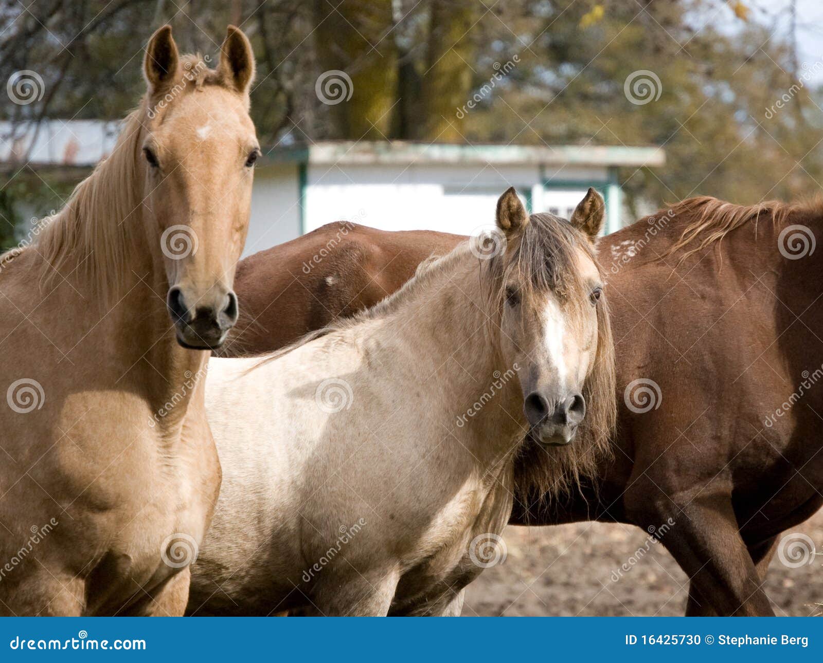 Two Horses Staring stock photo. Image of outdoor, outdoors 16425730