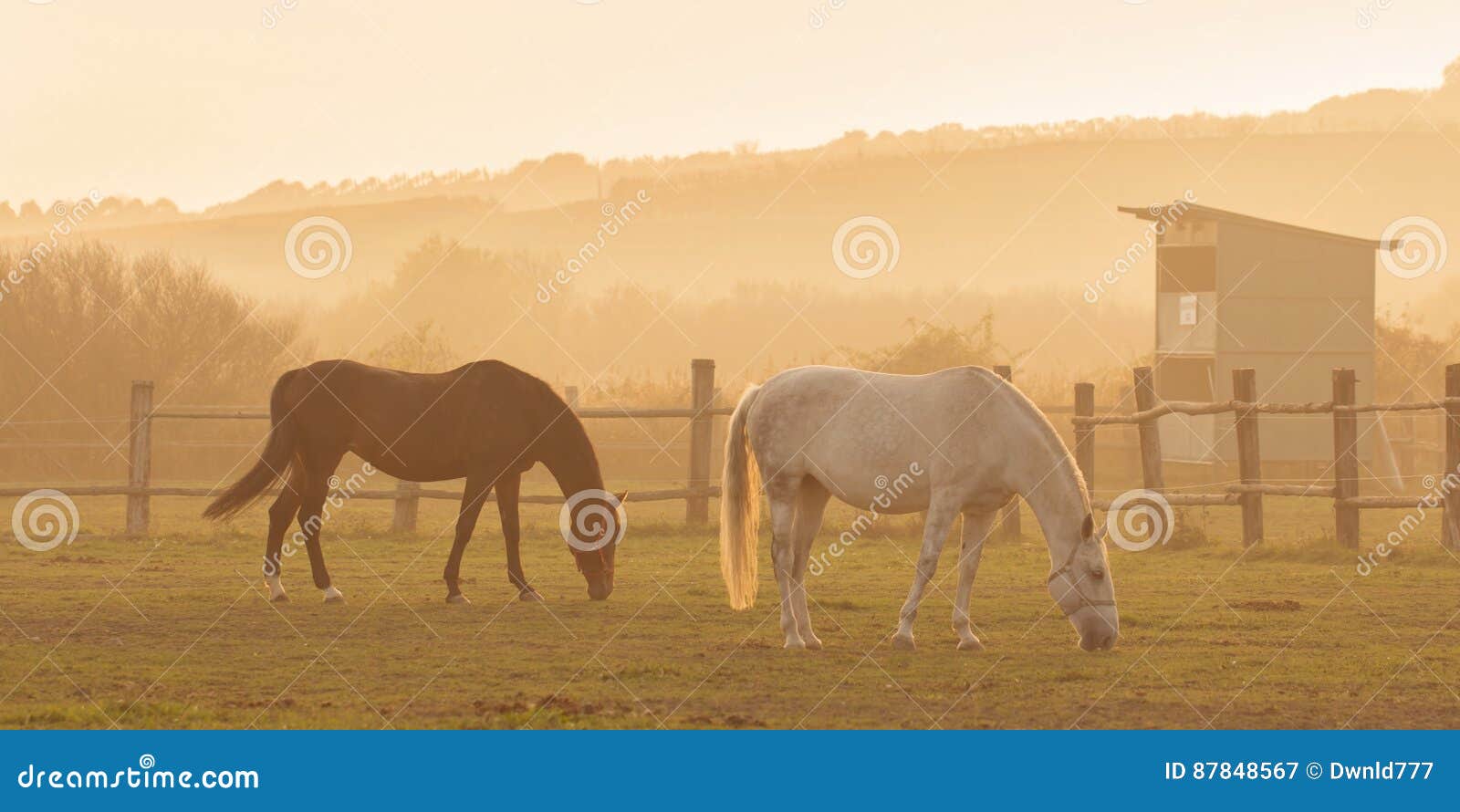 Two horses in sunset stock image. Image of ranch, outdoor 87848567