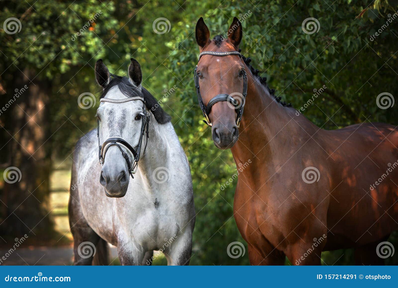 Two Beautiful Horses Posing Together in Summer Stock Image Image of