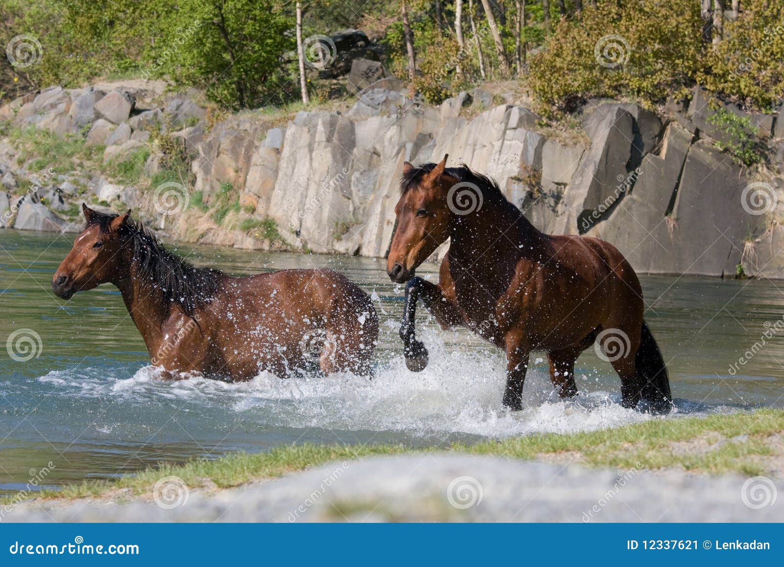 Two horses in the water stock image. Image of animal 12337621