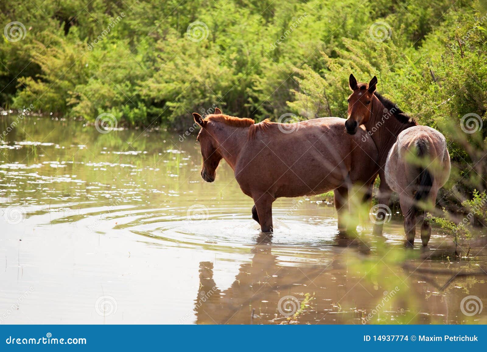Two horses in water stock photo. Image of chestnut, river 14937774