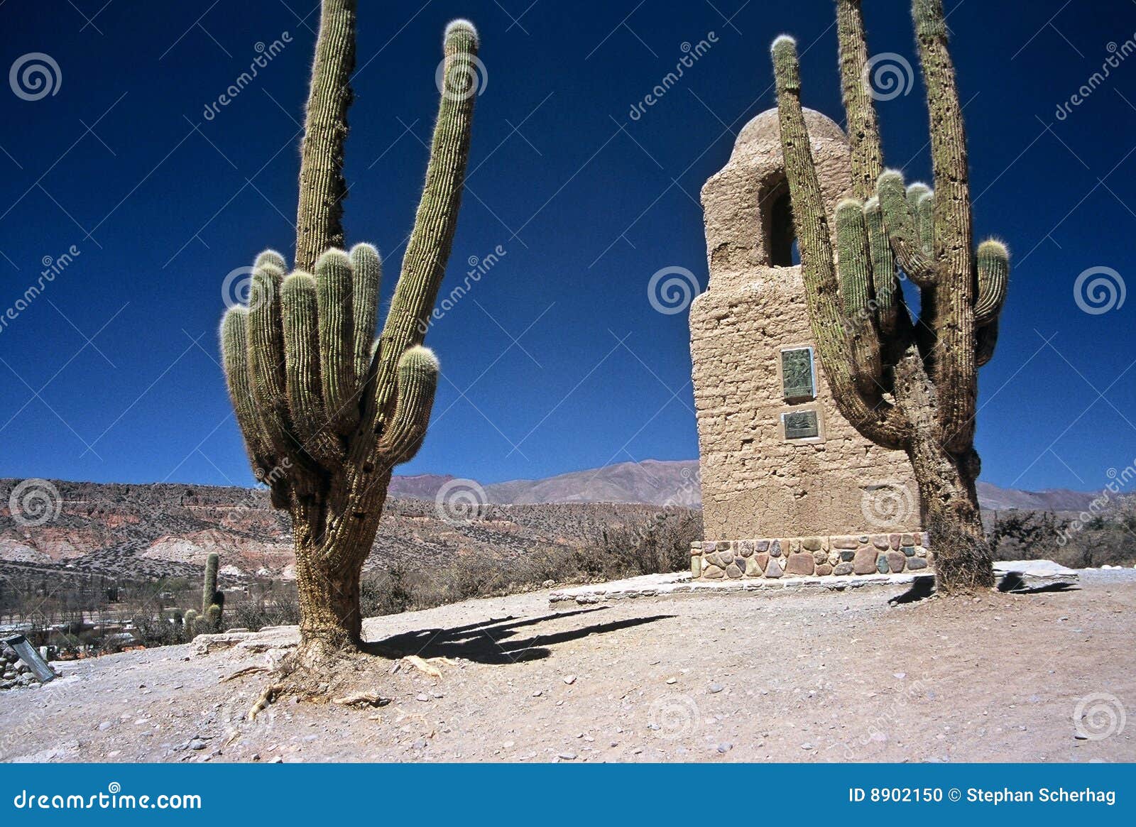 two huge cactuses in humahuaca ,salta,argentina
