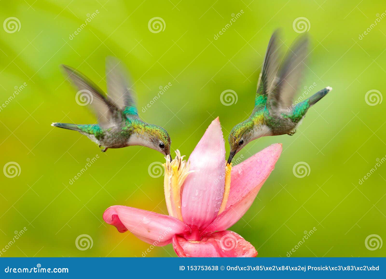 two hummingbird from colombia. andean emerald, amazilia franciae, with pink red flower, clear green background, colombia. wildlife
