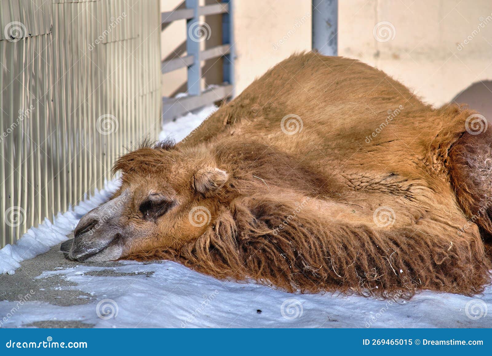 two-humped camel in the zoo of yuzhno-sakhalinsk, russia.