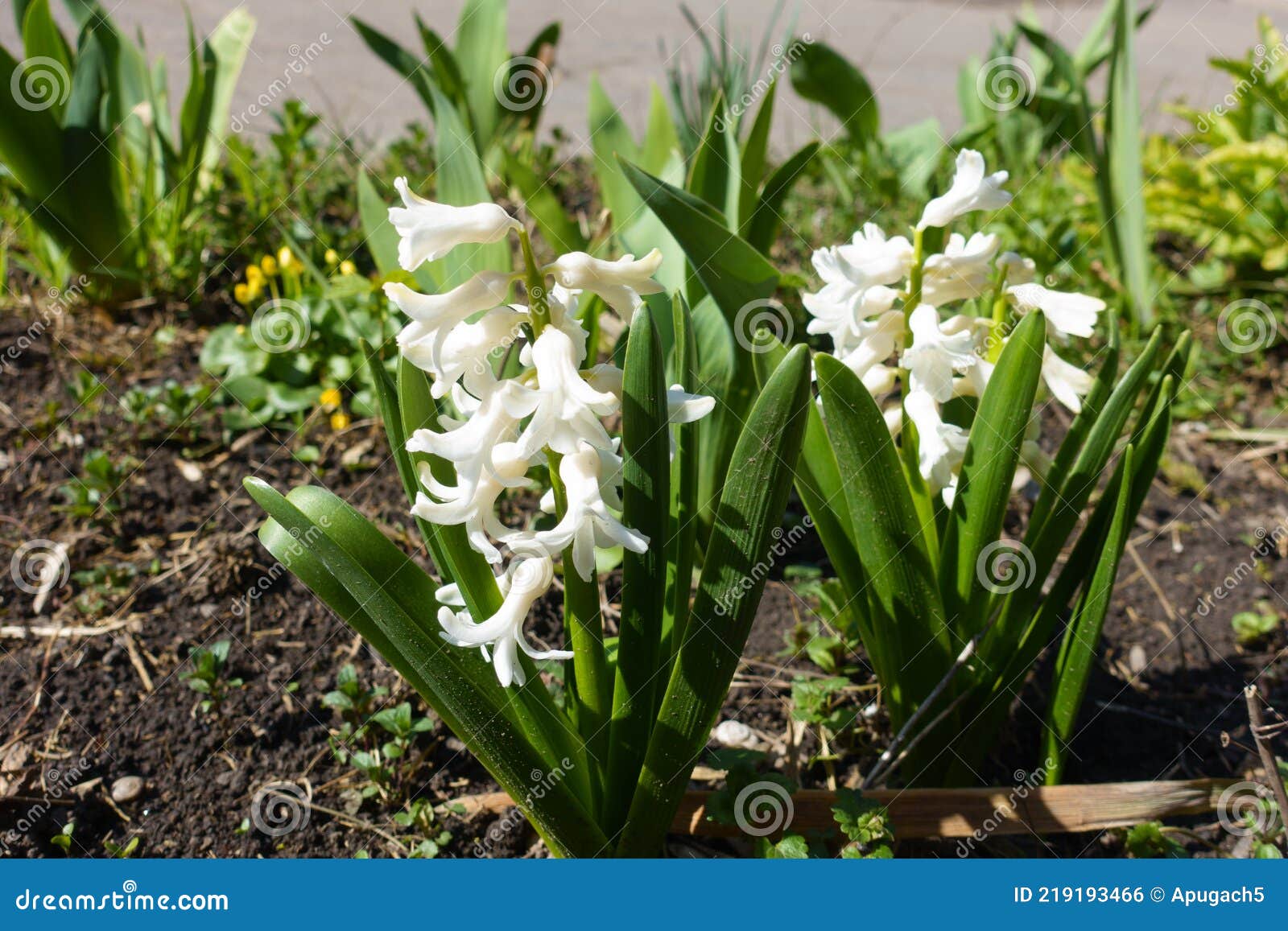 Two Hyacinths with White Flowers Stock Photo Image of foliage, dutch