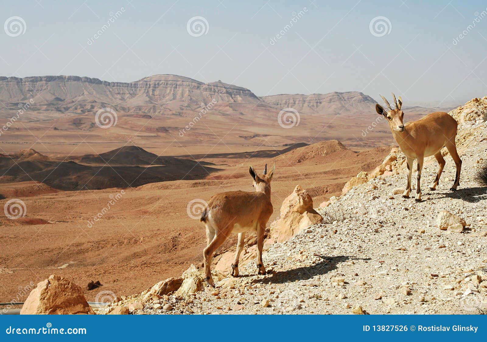 two ibexes on the cliff at ramon crater.