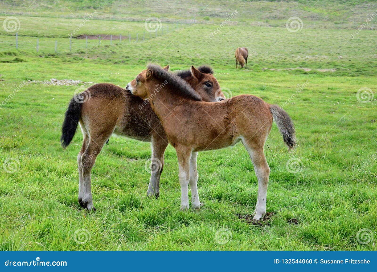 Two Icelandic Foals, Grooming Each Other Stock Photo Image of