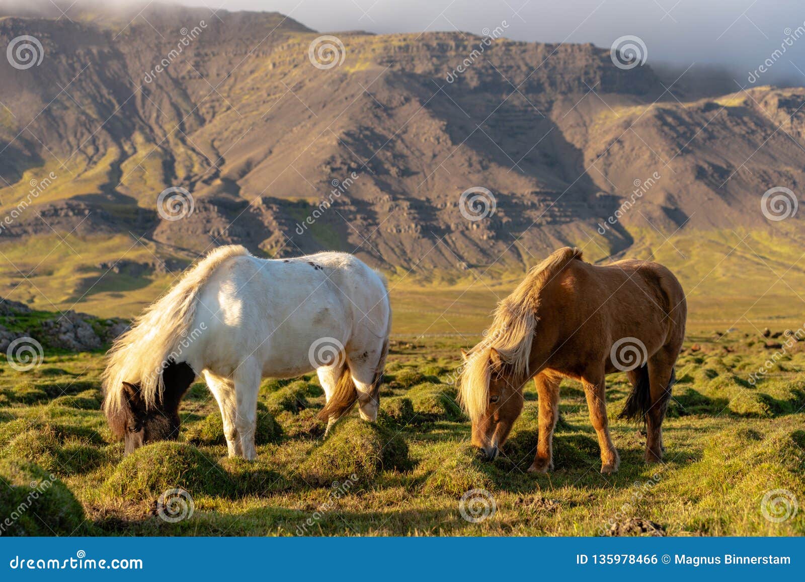 Two Icelandic Horses Grazing on the Icelandic Countryside Stock Photo ...