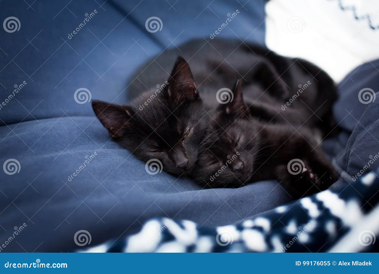 Sleeping Black Kittens on a Bed Stock Image Image of fuzzy