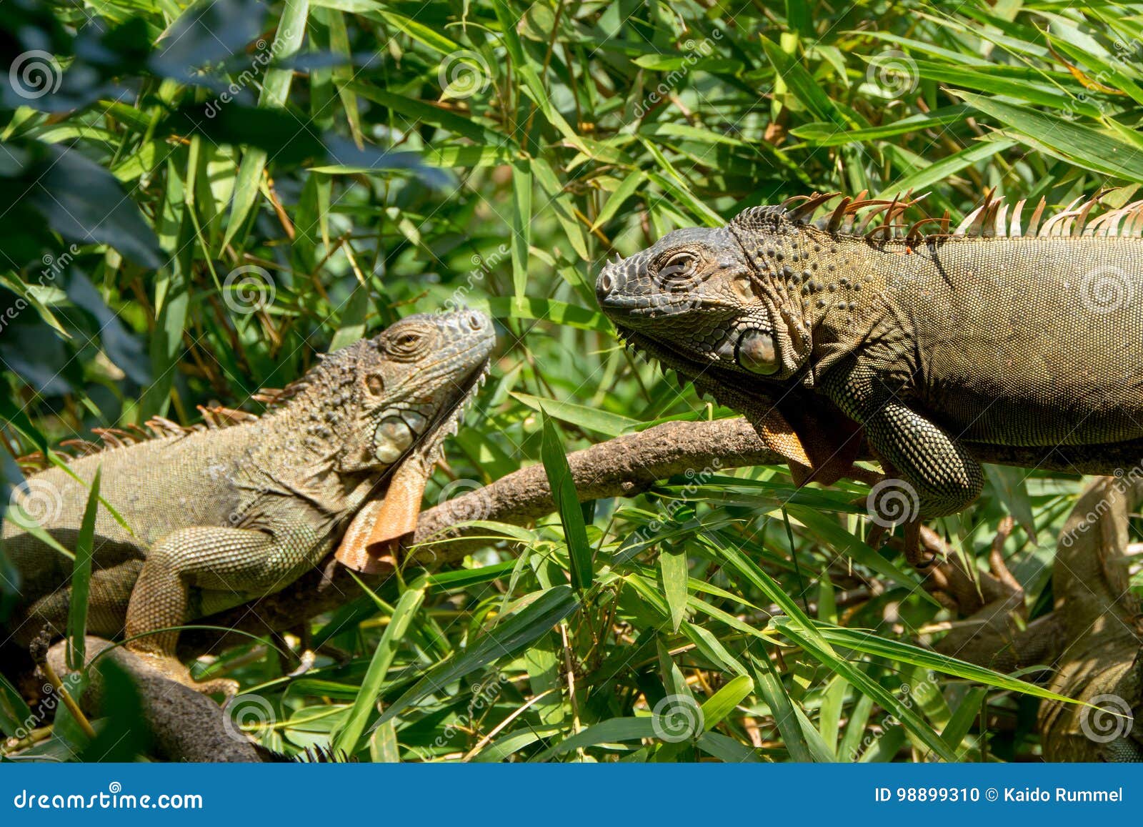 Two iguanas stock photo. Image of costa, american, rain 98899310