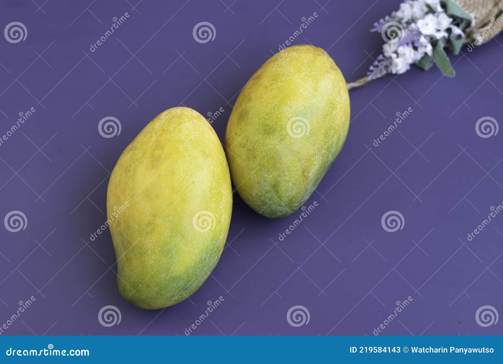 Two Indian Mangoes Put on Background Stock Image Image of nature