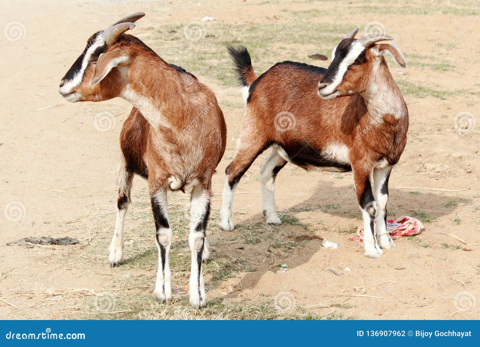 Indian Pet Goat Standing in a Field Stock Photo Image of green, goat