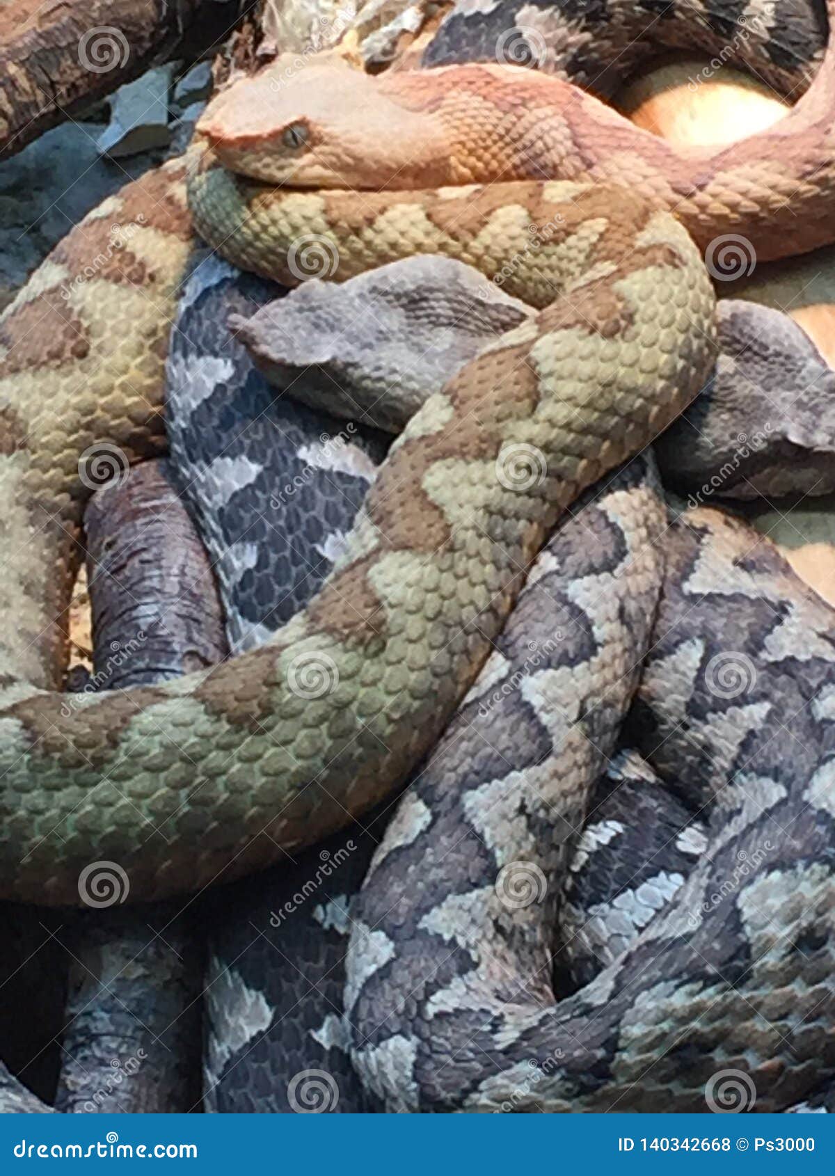 two intertwined nose horned vipers