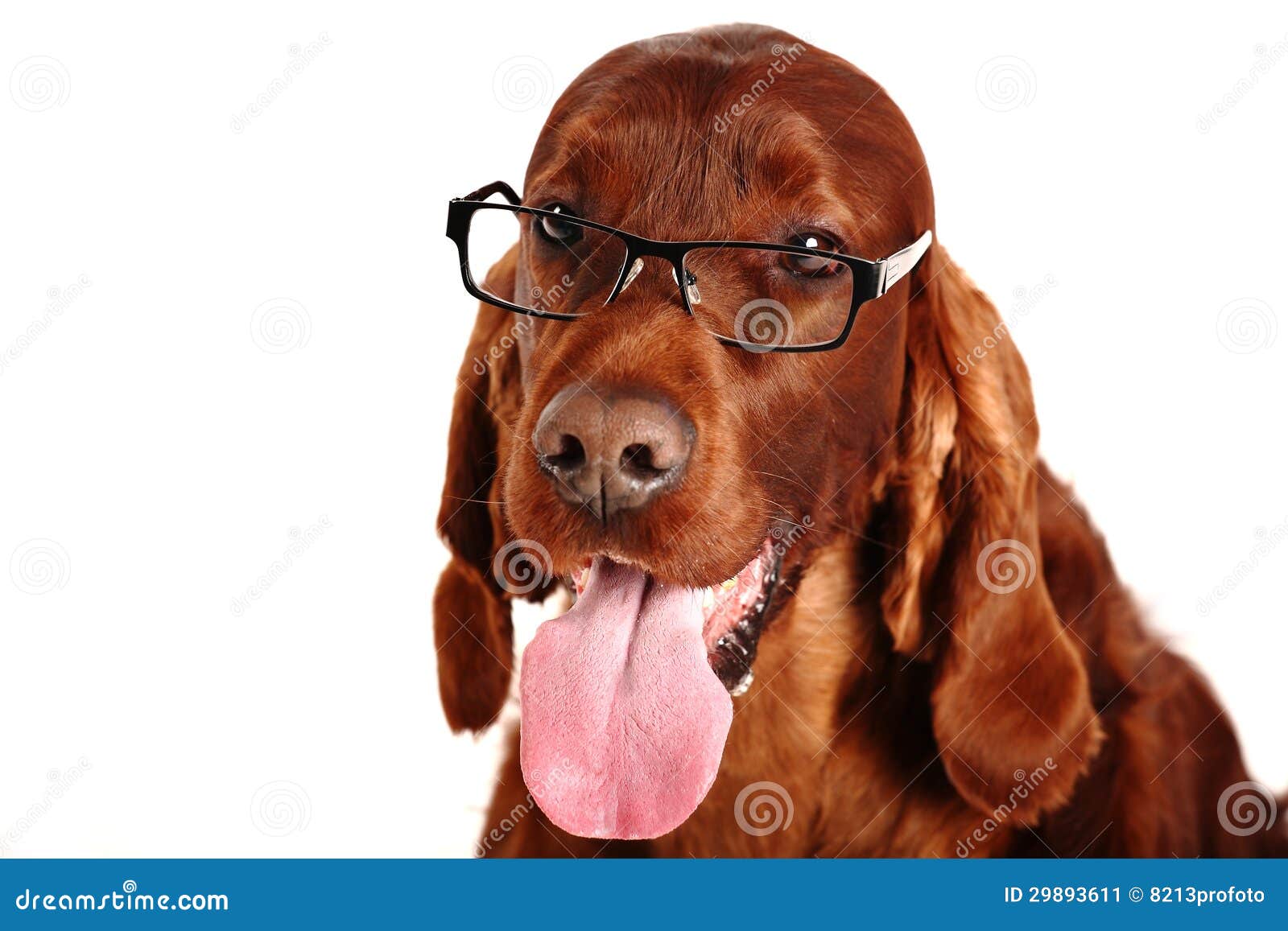 Irish Red Setter Dog In Glasses Stock Image - Image: 298936111300 x 957