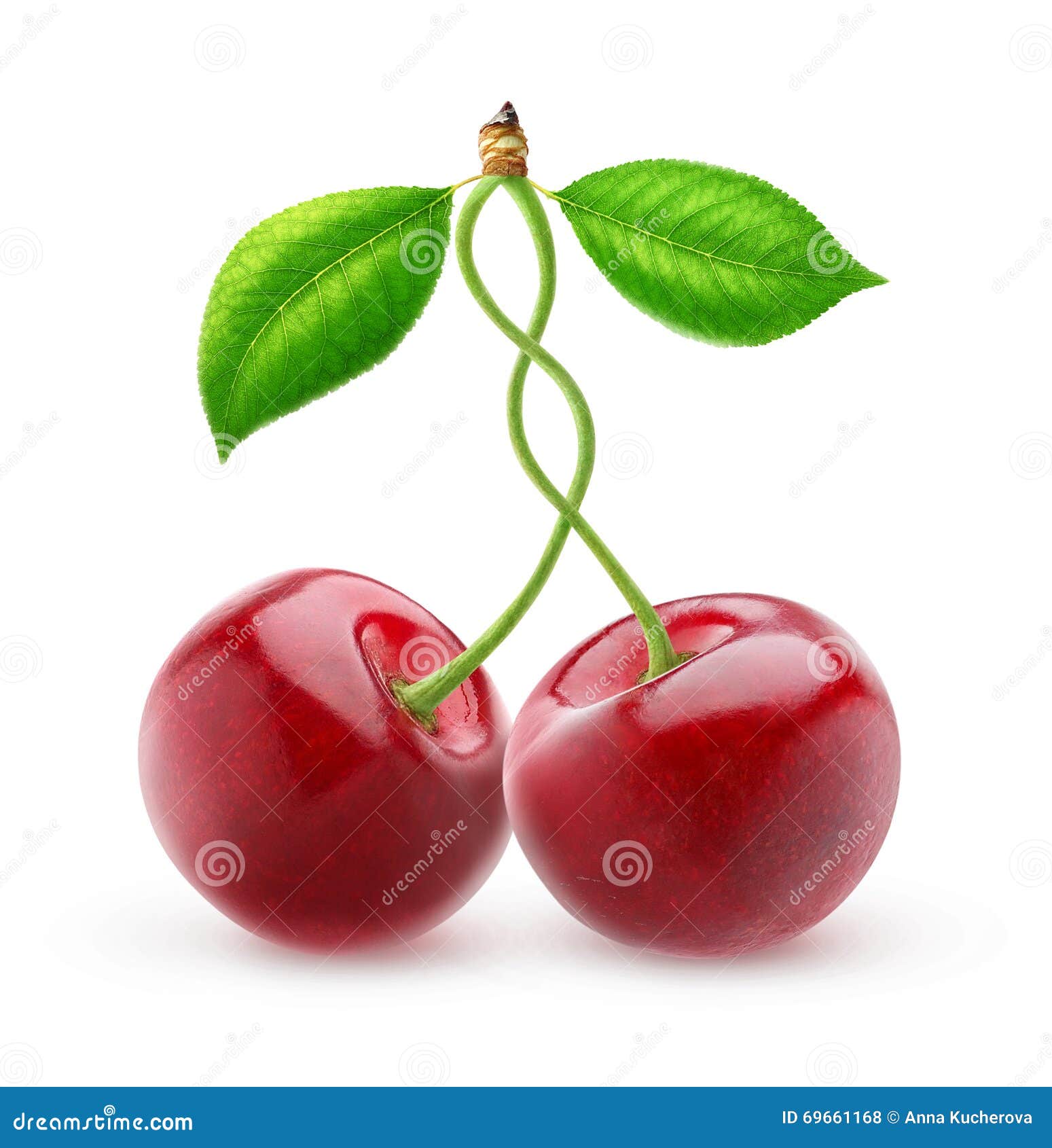 Two Isolated Sweet Cherries with Intertwined Stems Stock Photo Image