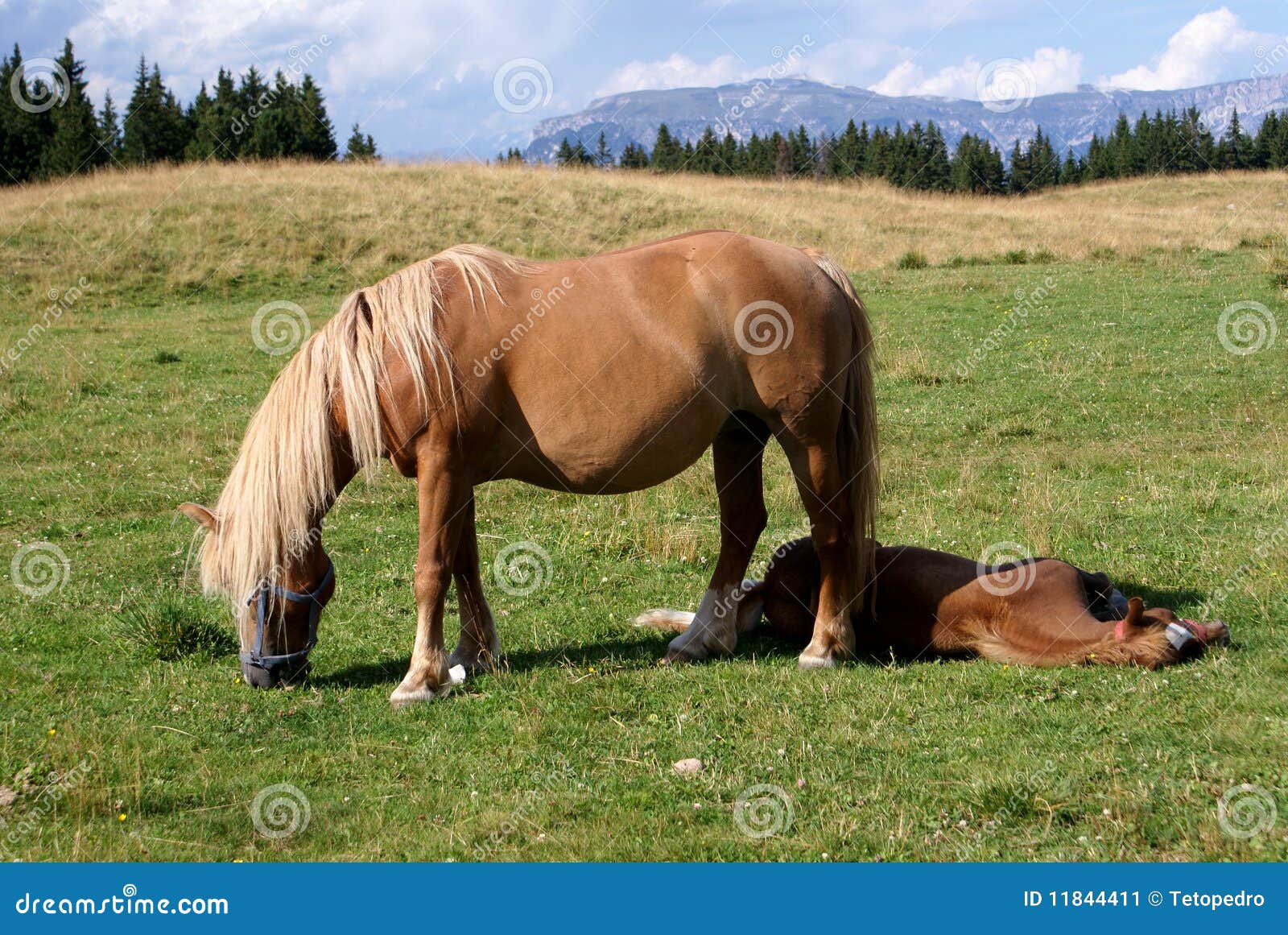 Two Italian Horses in Mountain Stock Image Image of grass, tail 11844411
