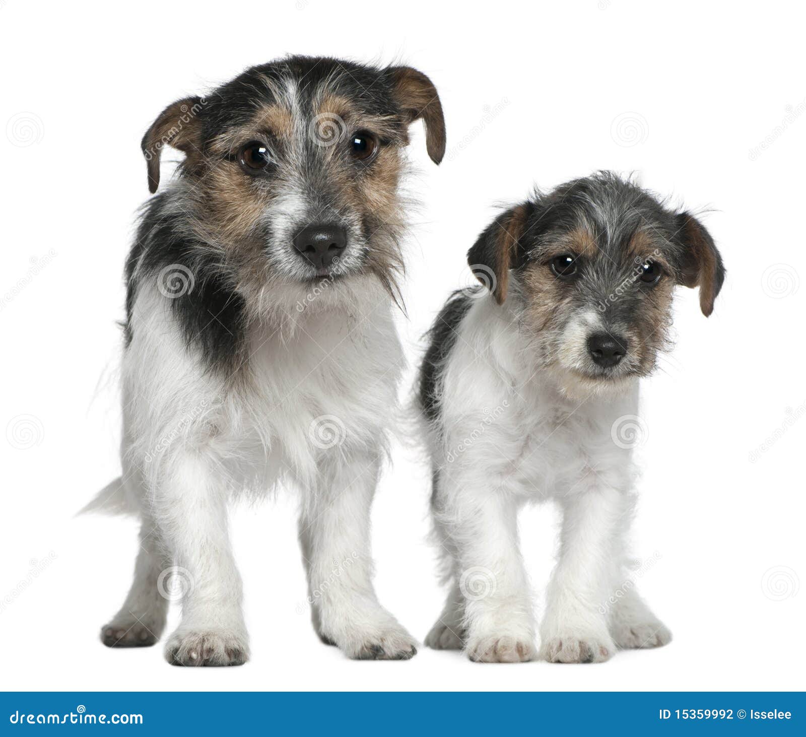 Two Jack Russell Terriers stock photo. Image of alert 15359992