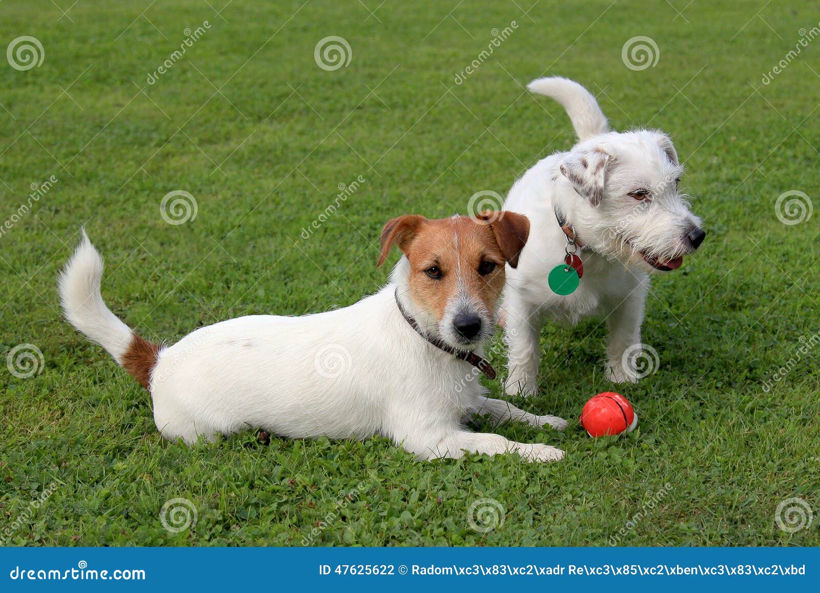 Two Jack Russell Terriers stock photo. Image of garden 47625622