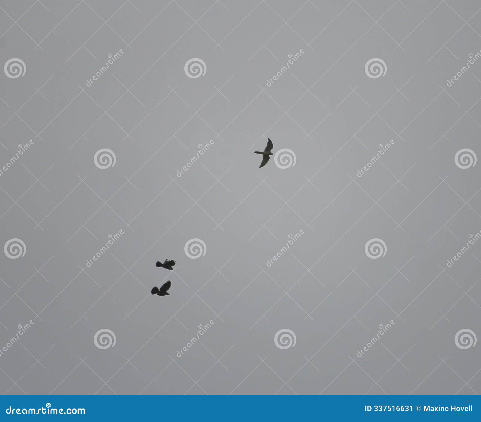 two jackdaws chasing a kestrel