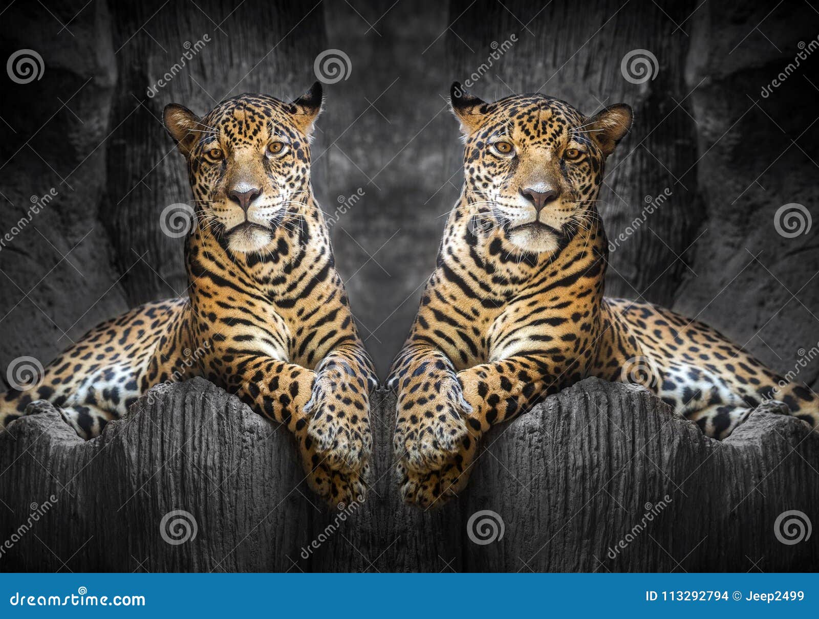 Two Jaguars Relax in the Natural Environment. Stock Photo - Image of