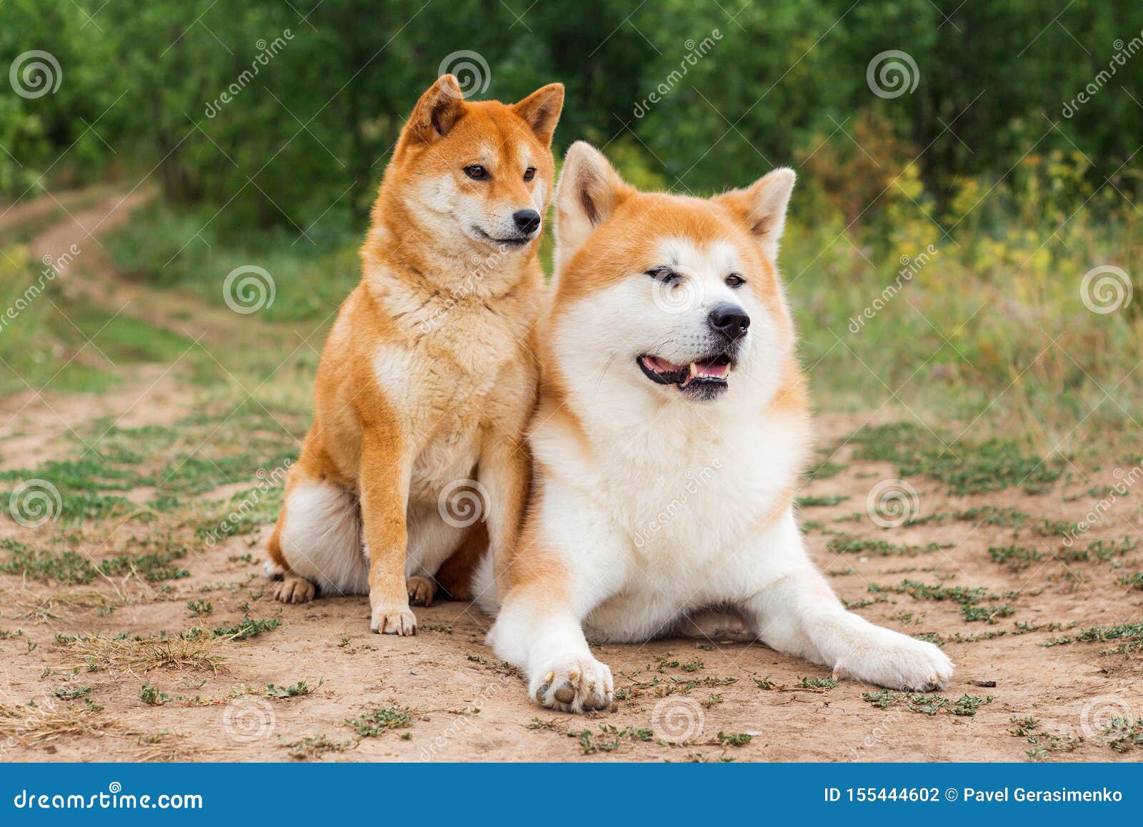 Two Japanese Dogs Akita Inu And Shiba Inu Stock Photo Image Of Animal Shiba