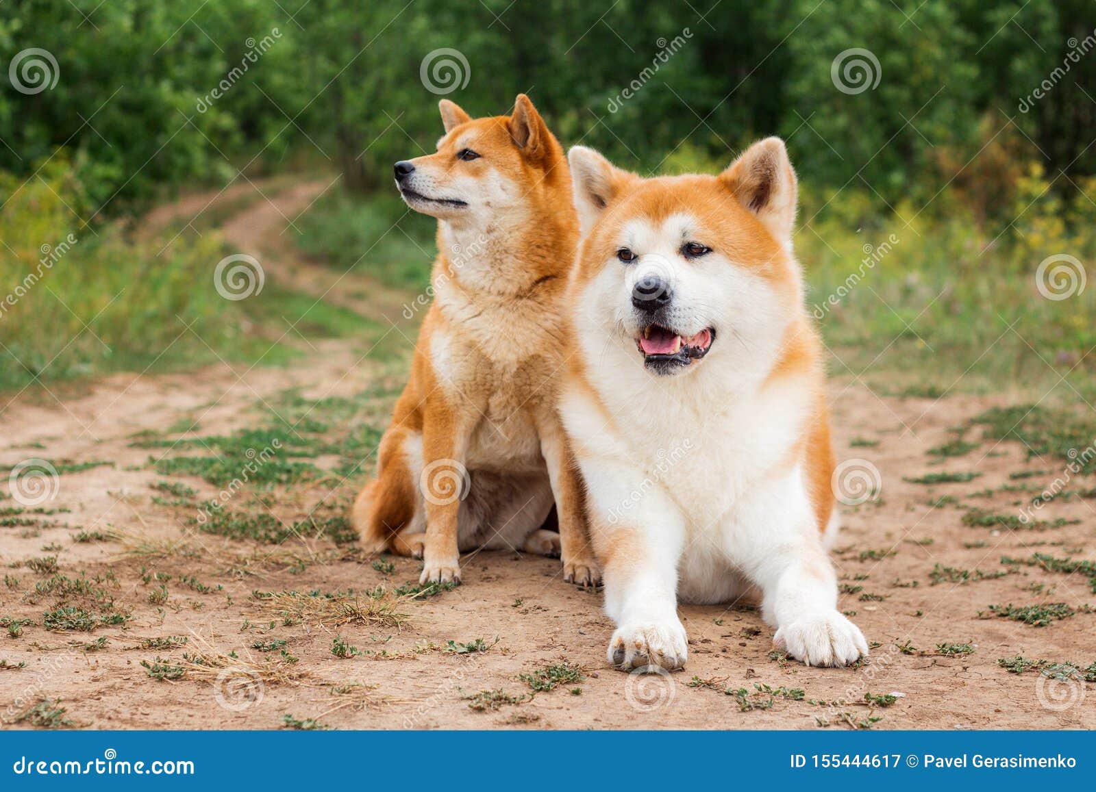 Two Japanese Dogs Akita Inu And Shiba Inu Stock Image