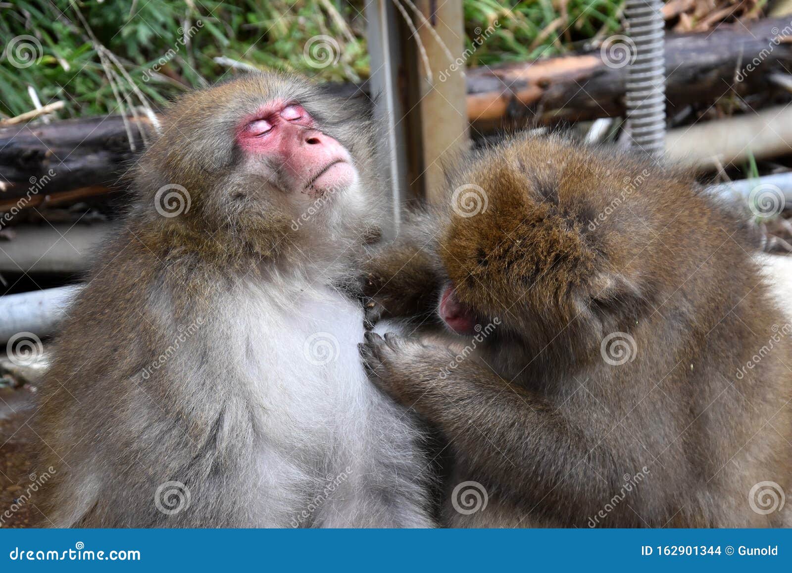 red face japanese macaque or snow monkey