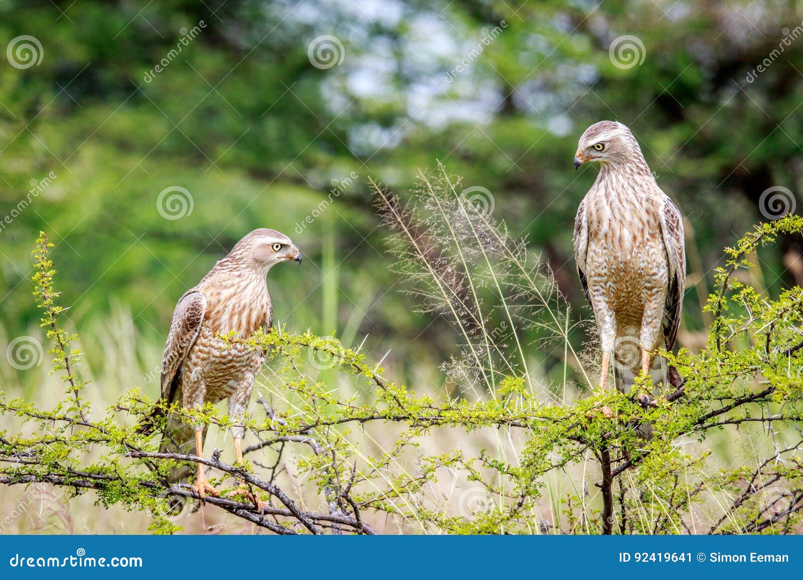 two juvenile pale-chanting goshawks on a branch.