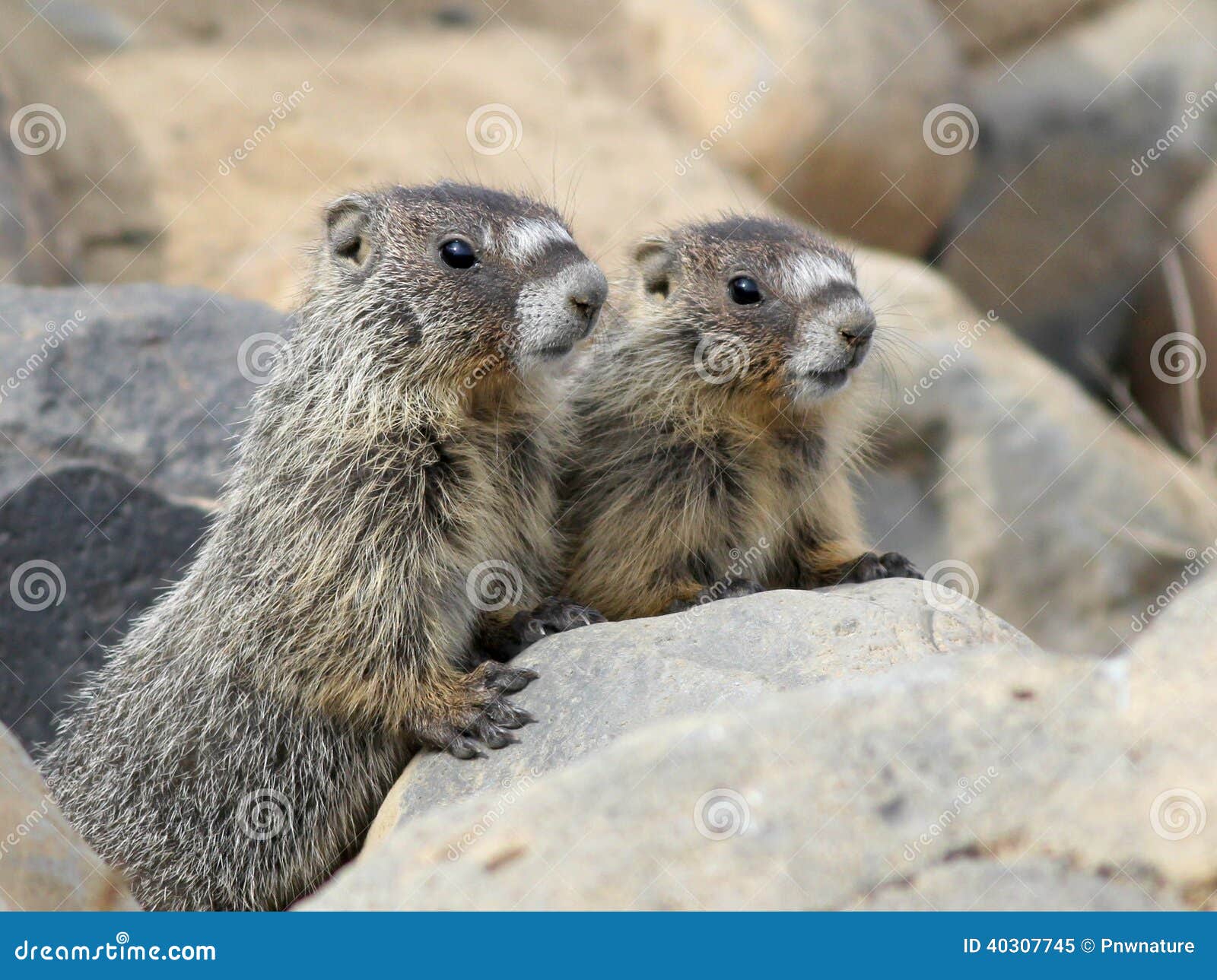 Two Juvenile Yellow-bellied Marmots Stock Image - Image of desert, wild ...