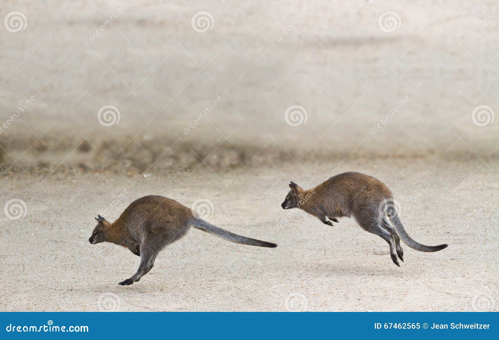 Two kangaroo jumping stock image. Image of animals, macropodidae 67462565