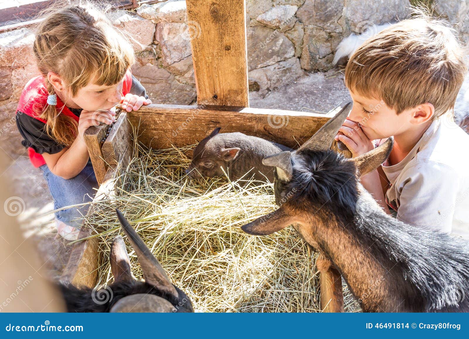 Two Kids - Boy and Girl - Taking Care of Domestic Animals on Far Stock Photo - Image of brother, affectionate: 46491814 Two Kids - Boy and Girl - Taking Care of Domestic Animals on Far Stock Photo - Image of brother, affectionate: 46491814