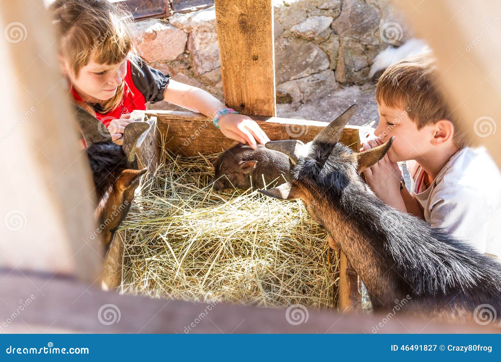 Two Kids - Boy and Girl - Taking Care of Domestic Animals on Far Stock  Image - Image of child, affectionate: 46491827