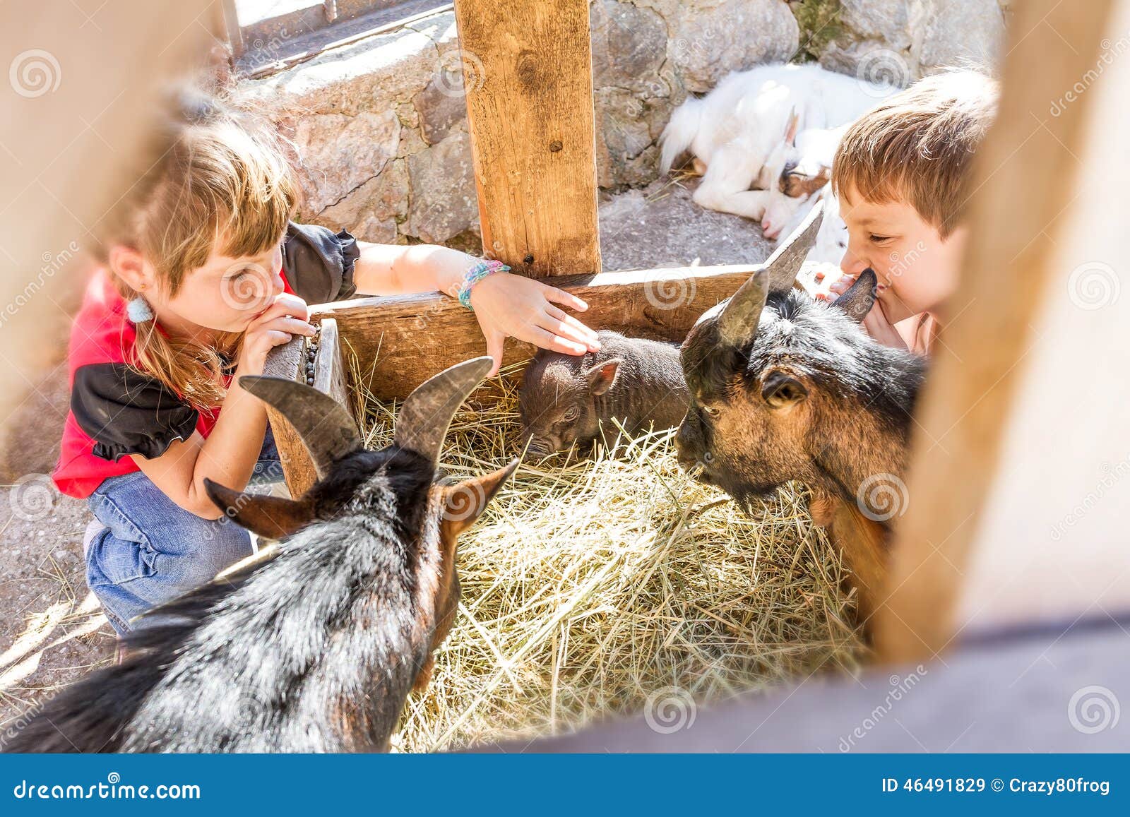 Two Kids - Boy and Girl - Taking Care of Domestic Animals on Far Stock  Image - Image of outdoor, piglet: 46491829