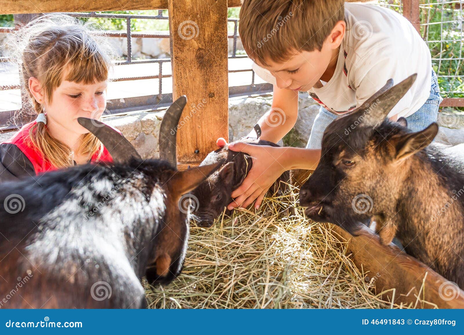 Two Kids - Boy and Girl - Taking Care of Domestic Animals on Far Stock  Image - Image of ranch, loving: 46491843