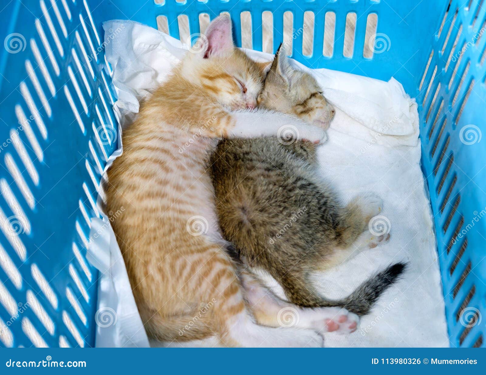 Two Kitten are Sibling with Sleeping and Cuddle in Basket Stock Photo