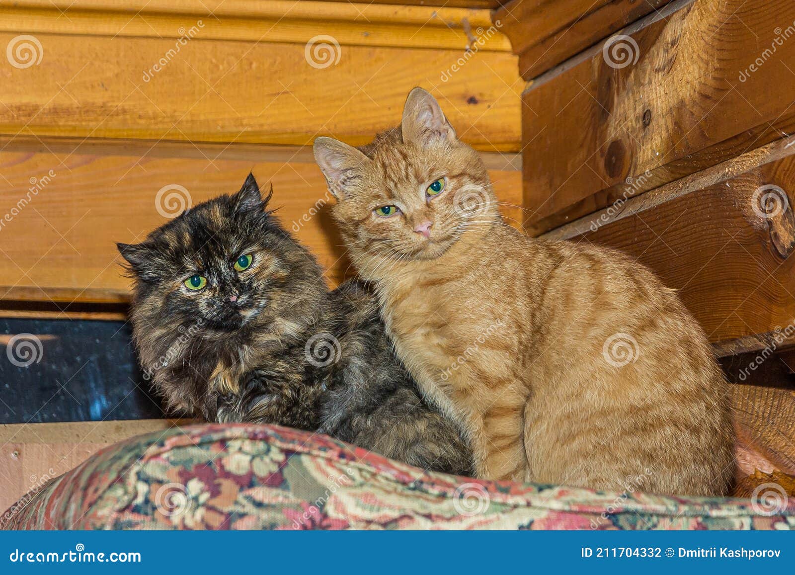 Two Kittens,black Smoky and Ginger, are Sitting on a Cushion Stock ...