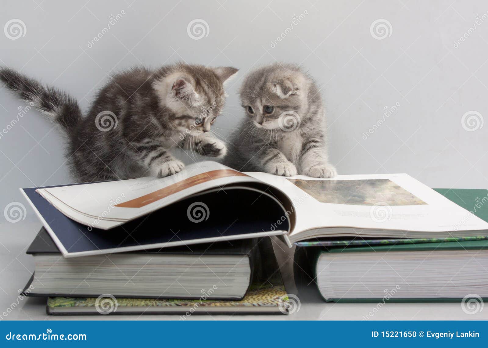 two kittens are considering a book