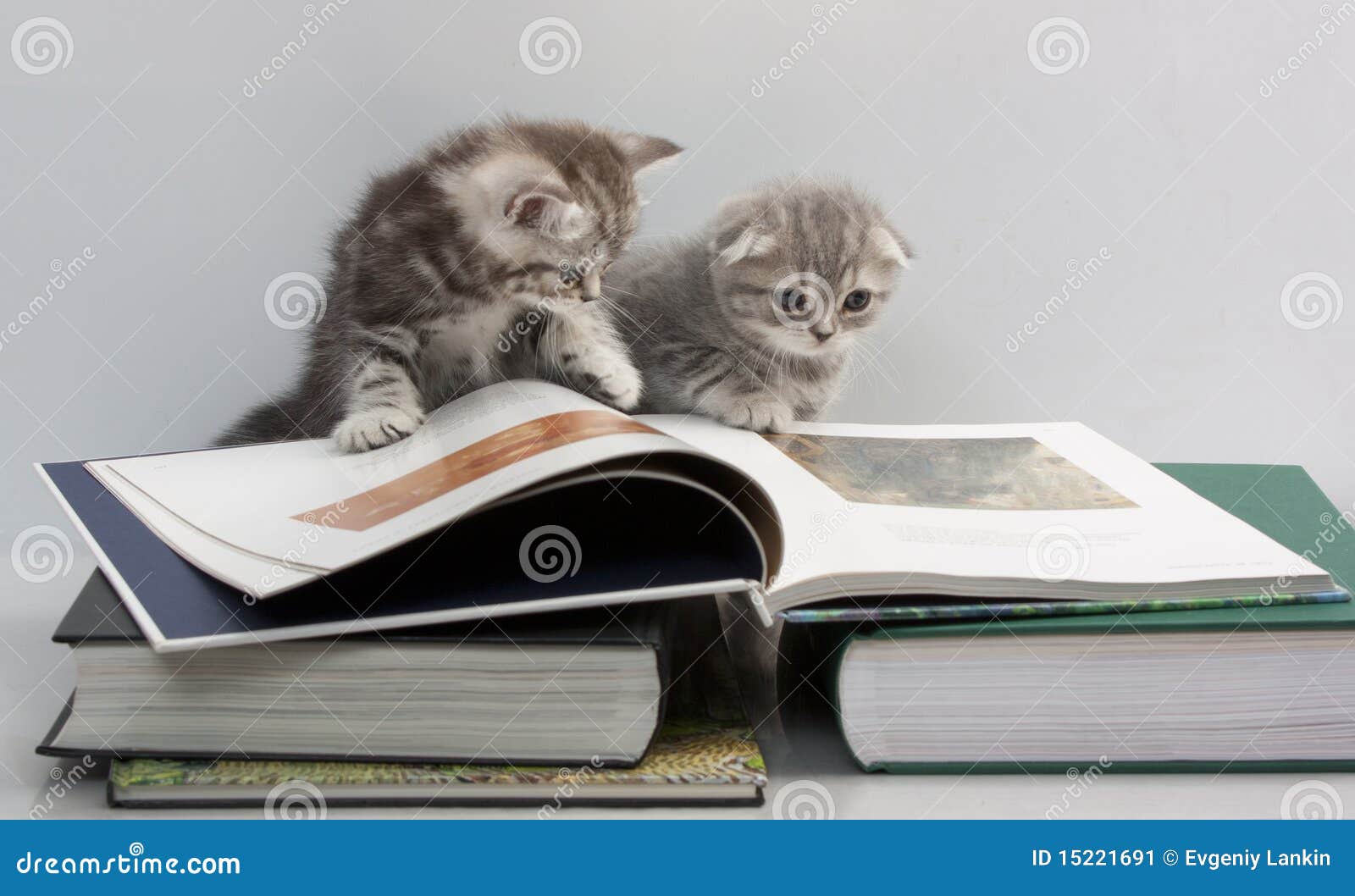 two kittens are considering a book