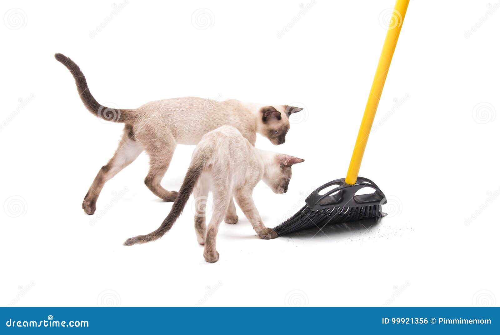 Sweeping Floor Cat Stock Photos Download 7 Royalty Free Photos