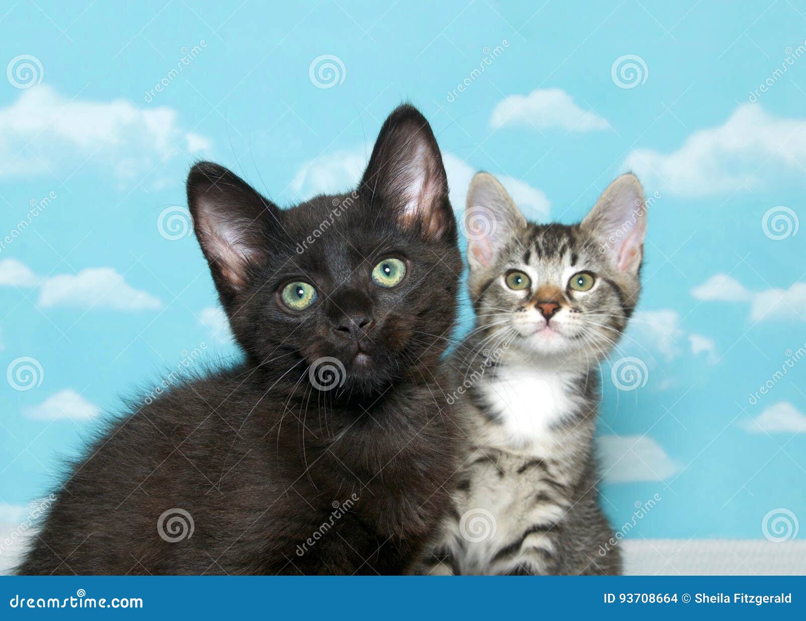 Two Kittens Looking at Viewer, Sky Background Stock Photo - Image of ...