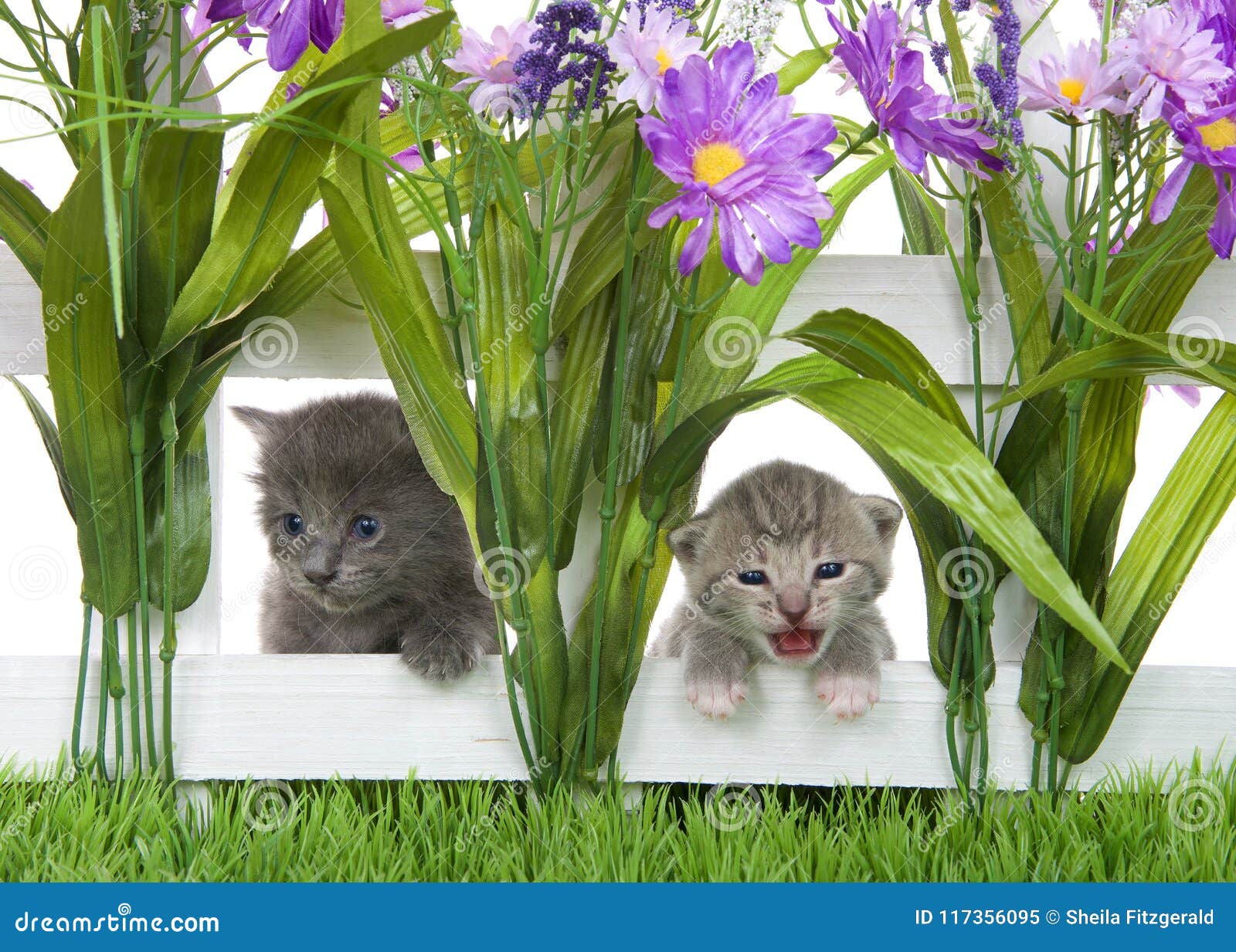 two kittens peaking through a white picket fence in a flower garden