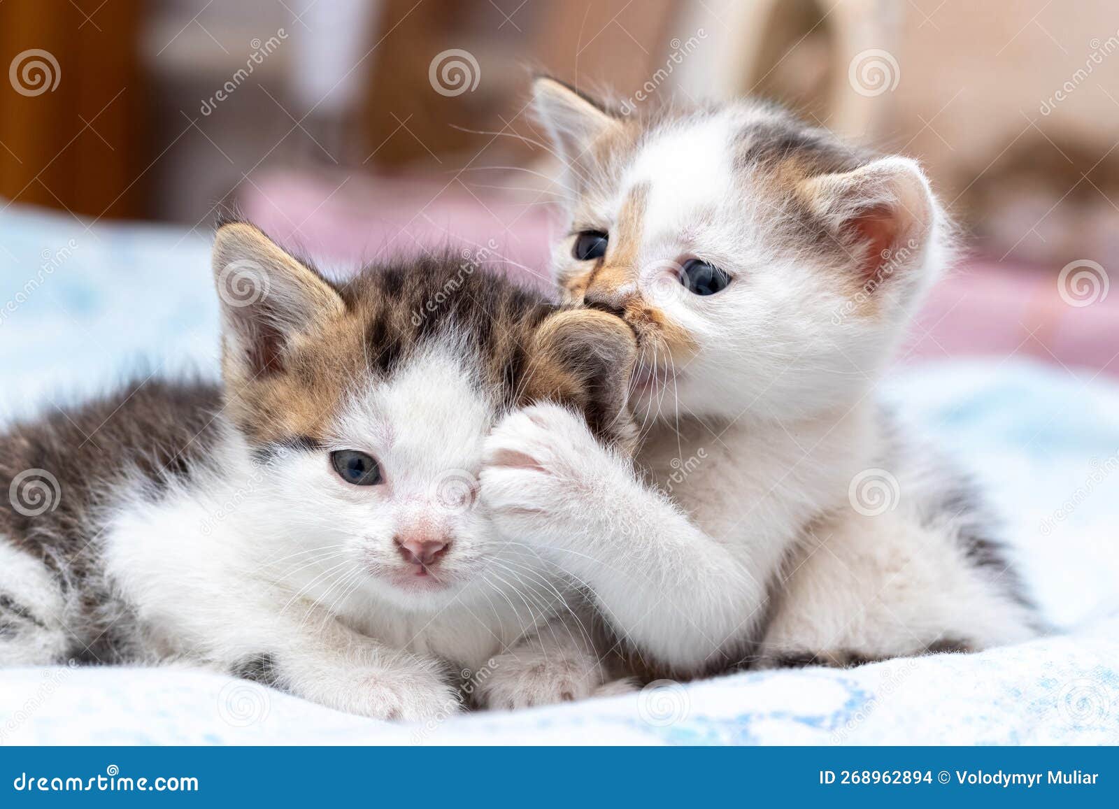 Two Kittens are Playing in the Bedroom in the Bed. a Kitten Covers the