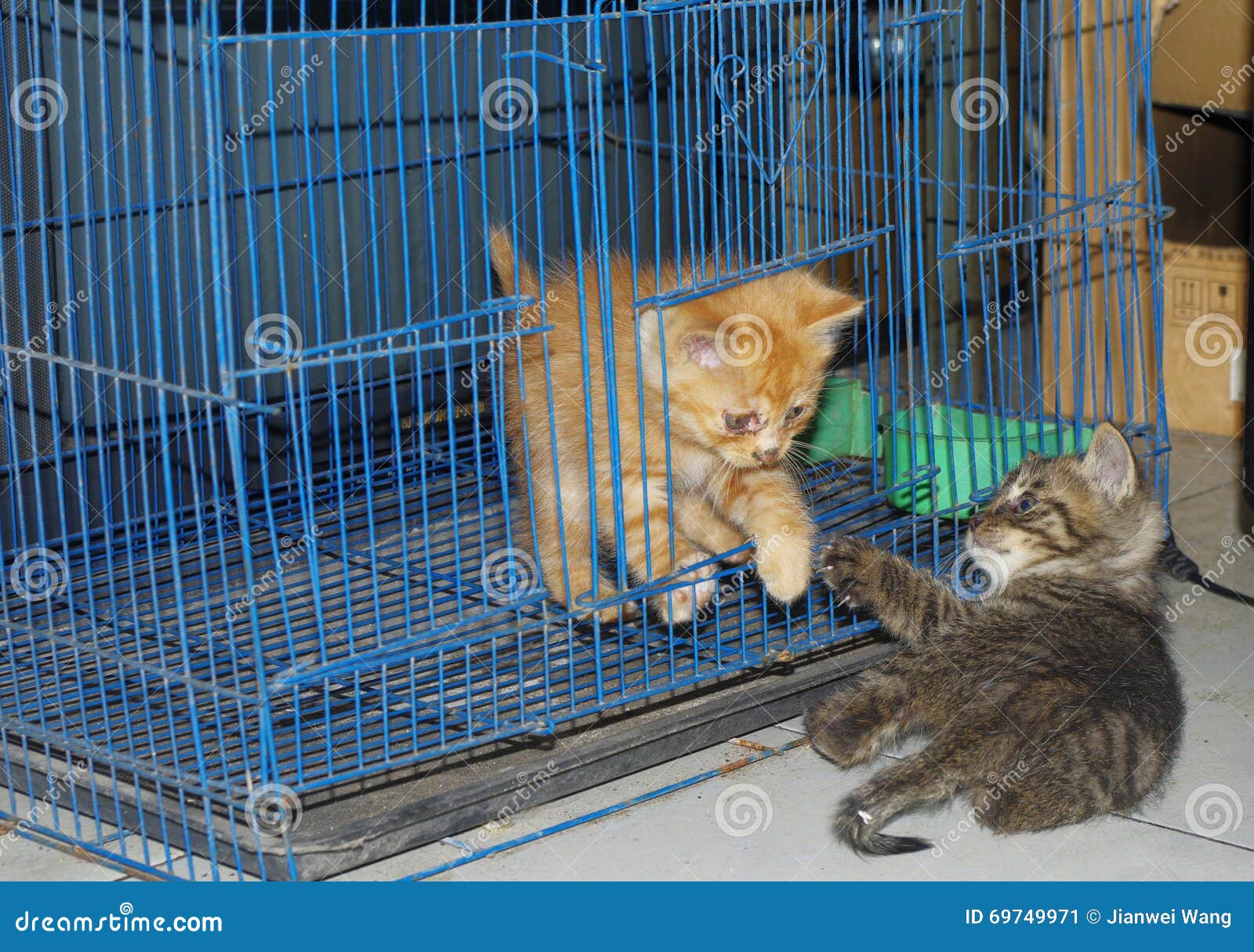 Two kittens playing stock image. Image of domestic, baby 69749971